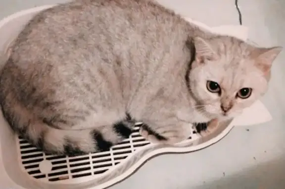 Найдена кошка на Калининградской, 4 в Самаре