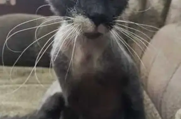 Найдена кошка, Абакан, фото: Кошка найдена: ул. Лермонтова, 13, Абакан