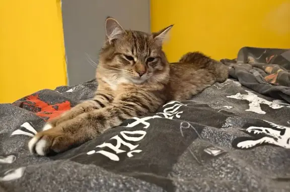 Кошки потеряшки, Хорлово, фото: Потеряшка кошка, Советская 2А, Хорлово