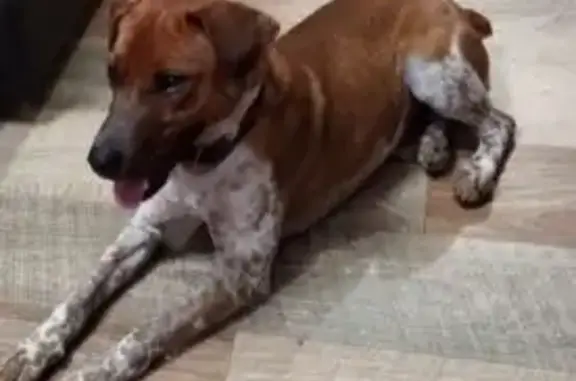 Собака найдена: пр. Клименко, 10А, Шахты