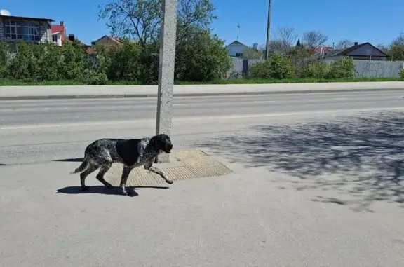 Собака найдена: ул. Музыки, 52, Севастополь