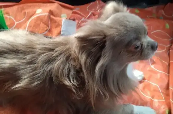 Найдена собака, Химки, фото: Собака найдена, ул. Маяковского, Химки