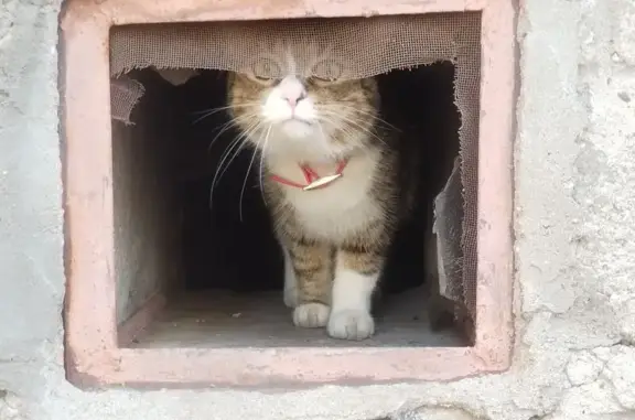 Кошка у Первомайской 66/1, Уфа