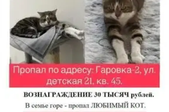 Кошки потеряшки, Гаровка-2, фото: Потеряшка кошка, Детская 21, Гаровка-2