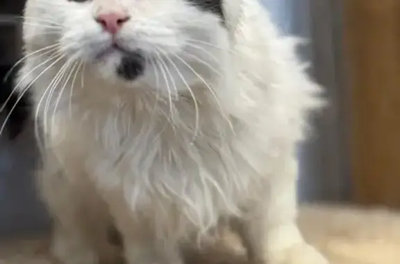 Найдена кошка, Краснодар, фото: Котик Проша ищет дом, Красноармейская 108