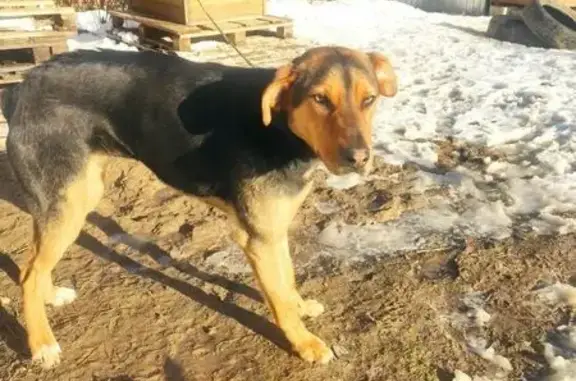 Собака найдена, Иваново, Карла Маркса 12/74