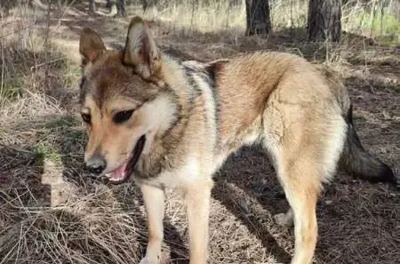 Найдена собака, Свердловская область, фото: Собака найдена: Екатеринбург, Свердл. обл.