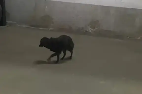 Найдена собака, Ростов-на-Дону, фото: Собака найдена: ул. Володарского, 168