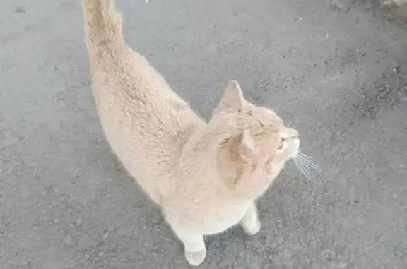Найдена кошка, Волгоград, фото: Кот найден: ул. Гвоздкова, 1А, Волгоград