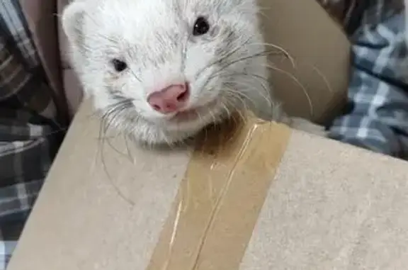 Найдена собака, Пенза, фото: Хорёк найден за ТЦ Меридиан, Суворова 143