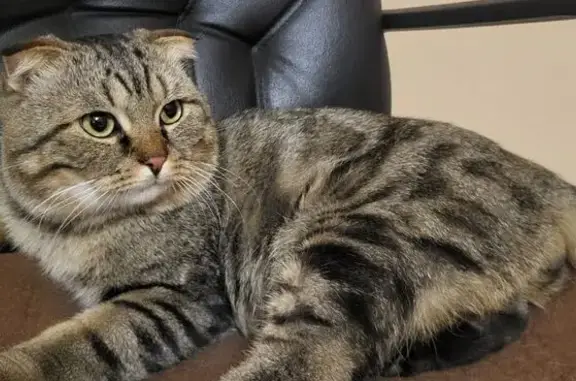 Пропала кошка, 6 Курган