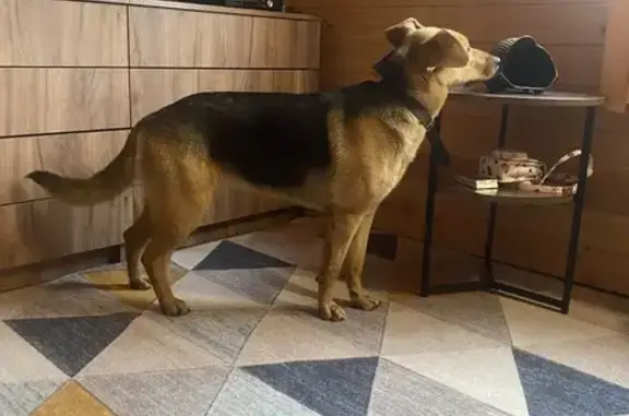 Собака найдена, Тверская обл.