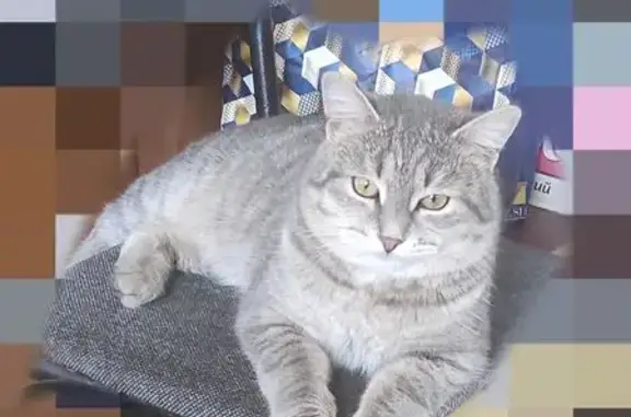 Найдена кошка, Богословка, фото: Кошка найдена: Дорожная ул., Богословка