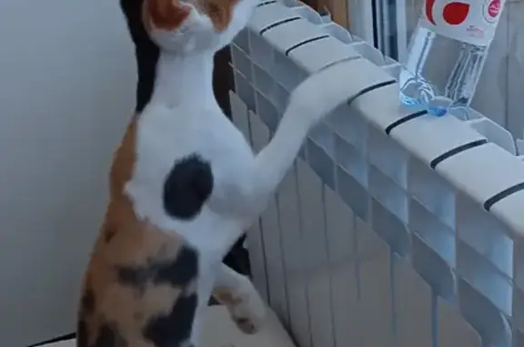 Пропала кошка, ул. Салавата Юлаева