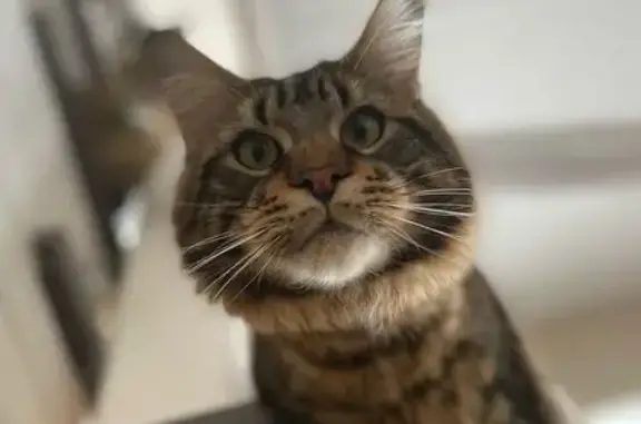 Кошки потеряшки, Тюмень, фото: Потеряшка кошка, Камчатская ул. 8, Тюмень