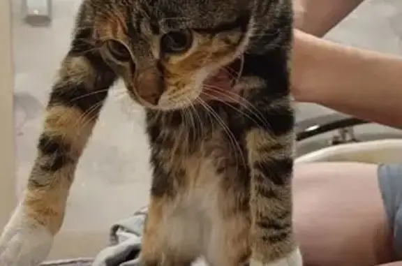 Найдена кошка, Холмск, фото: Кошка найдена у автокассы, Советская 39А