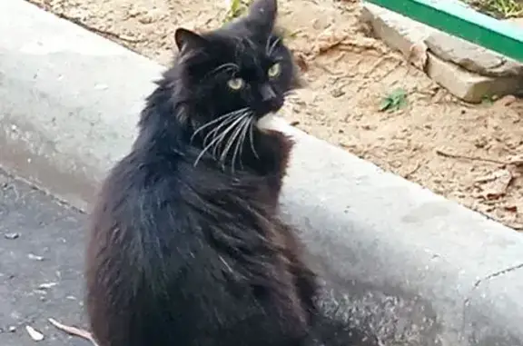 Найдена кошка, Ковров, фото: Котик найден: ул. Дегтярёва, Ковров