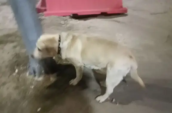 Найдена собака, Пенза, фото: Собака найдена: ул. Антонова, 26, Пенза