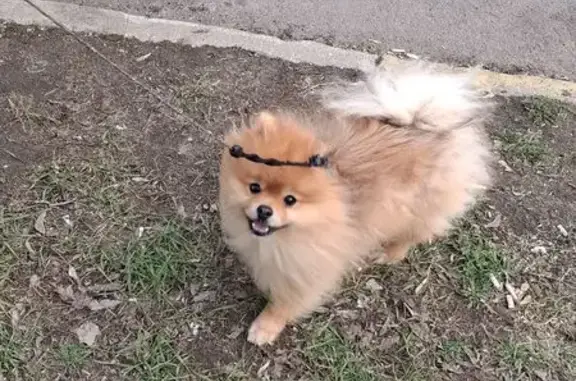 Найдена собака, Москва, фото: Найдена рыжая собака, Строгинский б-р