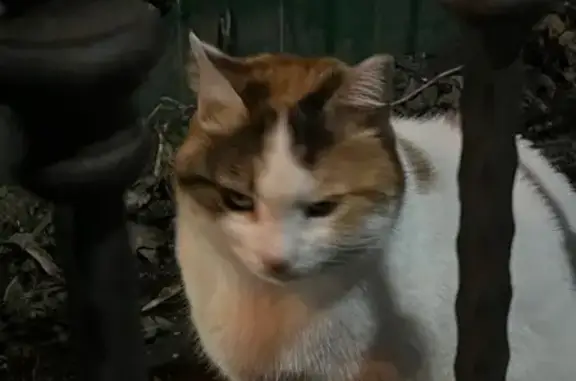 Найдена кошка, Москва, фото: Трехцветная кошка найдена, Оболенский 9к18