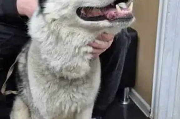 Найдена собака, Москва, фото: Найден хаски, Нижегородская ул, 55А