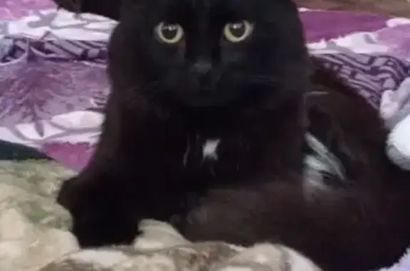 Пропала кошка, Молодёжная ул., 7, Покачи