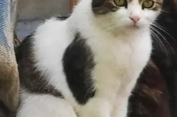 Пропала кошка, Подгородская 36, Брест - photo