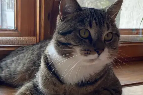 Кошки потеряшки, Самара, фото: Потеряшка кошка, ул. Антонова-Овсеенко, 101