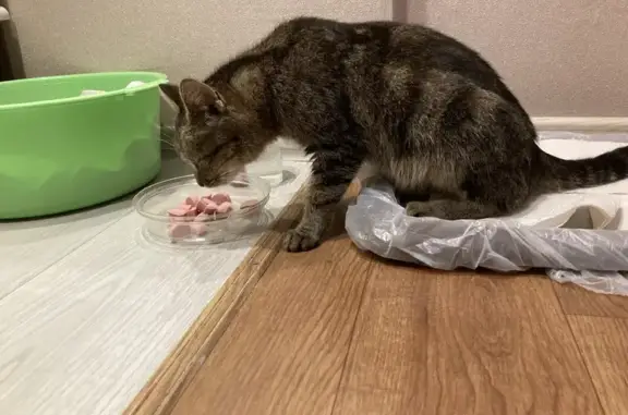 Найдена кошка, Депутатская 22, Кострома