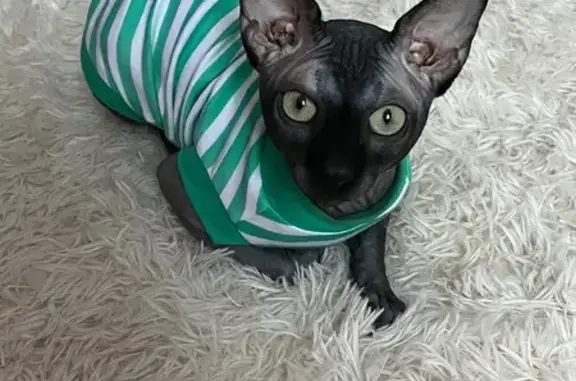 Кошки потеряшки, Москва, фото: Потеряшка кошка, ул. К. Федина, 4, Москва