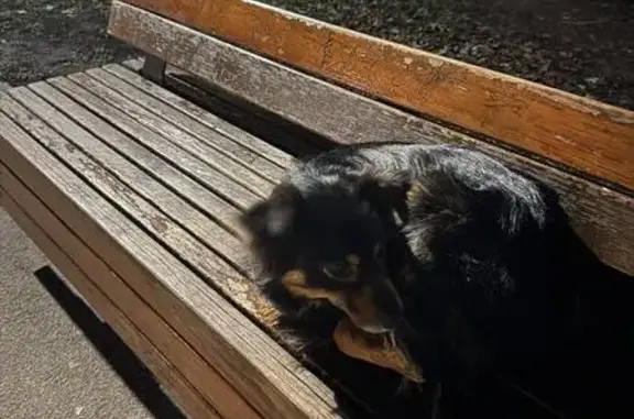Собака найдена в парке, ул. Балмочных, 11