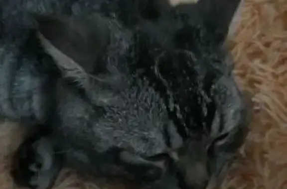 Найдена кошка, Анна, фото: Кошка найдена, ул. Маркса, Анна