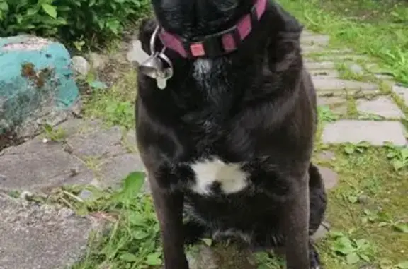 Собаки потеряшки, Рощинское городское поселение, фото: Потеряшка собака в 