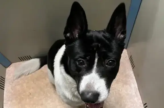 Найдена собака, Россошанская ул. 4 к2