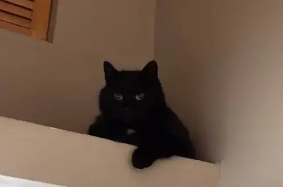 Кошки потеряшки, Москва, фото: Потеряшка кошка, Сельскохозяйственная 17