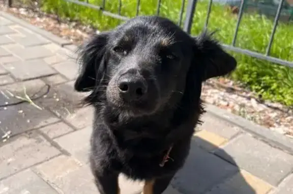 Собака найдена: Красноармейская 3Б, РнД