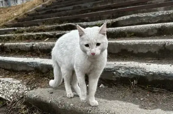 Кошка найдена у подъезда, ул. 30-летия Победы, 5
