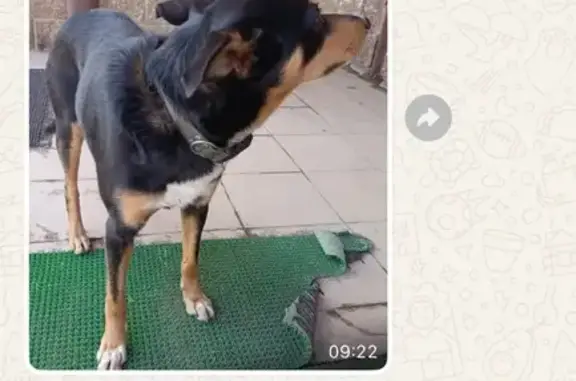 Найдена собака в Уфе, Башкортостан