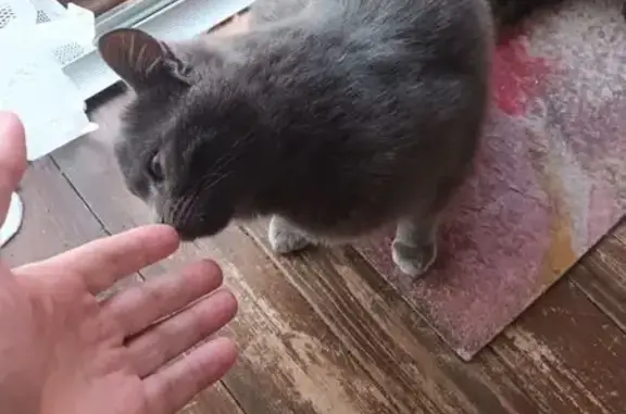 Найдена кошка, Московская область, фото: Кошка найдена в МО, русская голубая