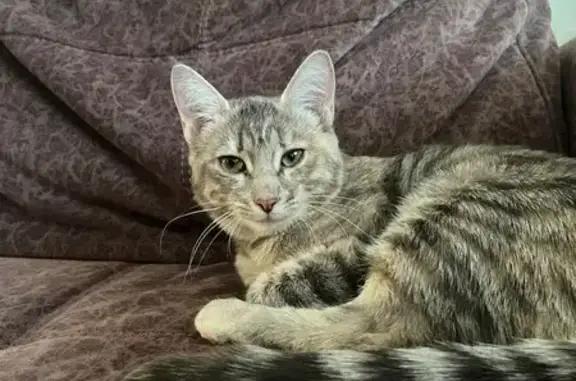 Найдена кошка, Учалы, фото: Котёнок найден, ул. Башкортостана, 22, Учалы