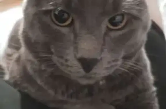 Пропала кошка, 9, Сатка