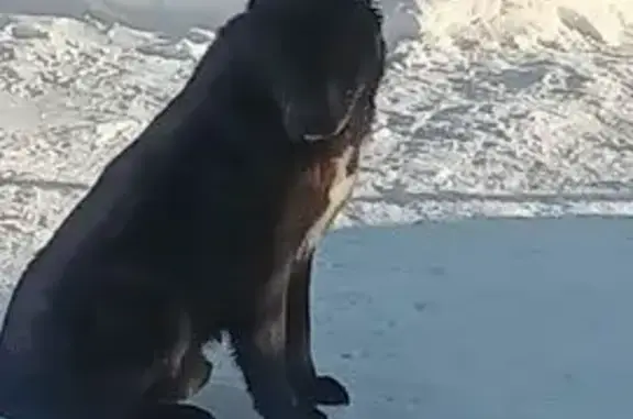 Собаки потеряшки, Хор, фото: Потеряшка собака, ул. Ленина, 14, Хор