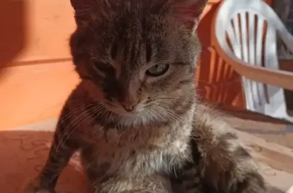 Найдена кошка, Московская область, фото: Кошка найдена: МО, тигровый окрас