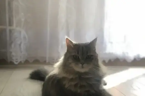 Кошки потеряшки, Бобров, фото: Потеряшка кошка на ул. Молодогвардейцев, Бобров