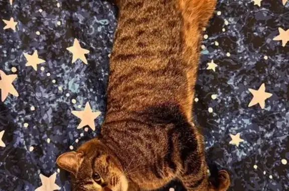Кошка с ошейником, ул. Вишневского, Казань