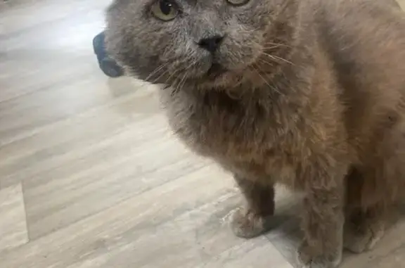 Найдена кошка, Озёрная ул, 20, Фоминское