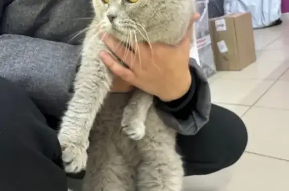 Найденные животные Елизаветинская, фото: Кошка найдена: Восточная ул. 12, Елизаветинская