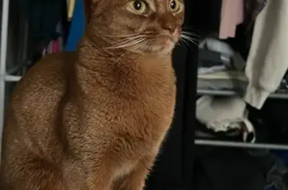 Кошки потеряшки, Москва, фото: Потеряшка кошка, Большая Филёвская 41 к4