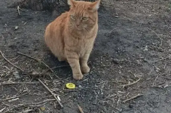 Найдена кошка, Ульяновск, фото: Кошка найдена: Фруктовая ул., 6, Ульяновск