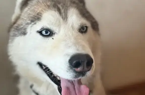 Найдена собака, Красноярск, фото: Найдена хаска на Карла Маркса, 238